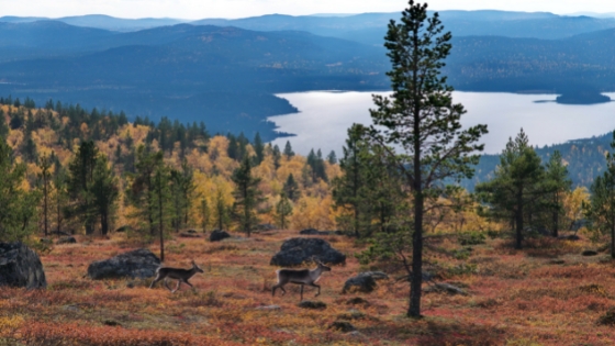 Junavuoroja lisätään Lappiin ruska-aikaan. 