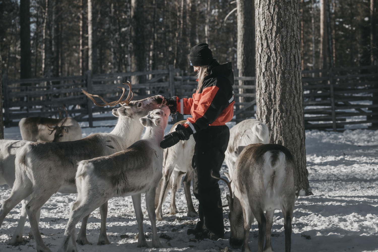 kuva Lapland Hotels Oy Lapland Hotels ja Lapland Safaris aloittavat koko henkilöstön yt-neuvottelut