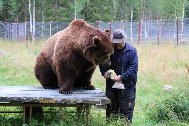 Kuusamon Suurpetokeskuksen Juuso-karhu sai kunnian toimia Tampere-talon kattomehiläisten tuottaman hunajan koemaistajana